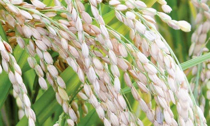 L'augmentation du CO2 dans l'atmosphère altère les qualités nutritionnelles du riz