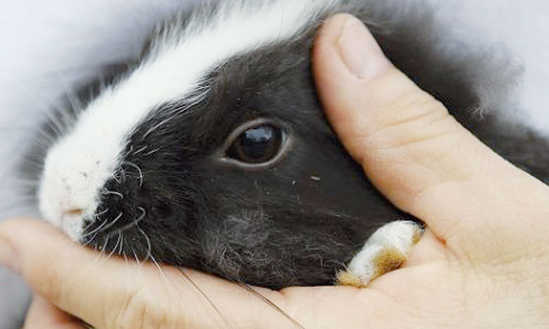 Les eurodéputés pour une interdiction mondiale des tests sur animaux