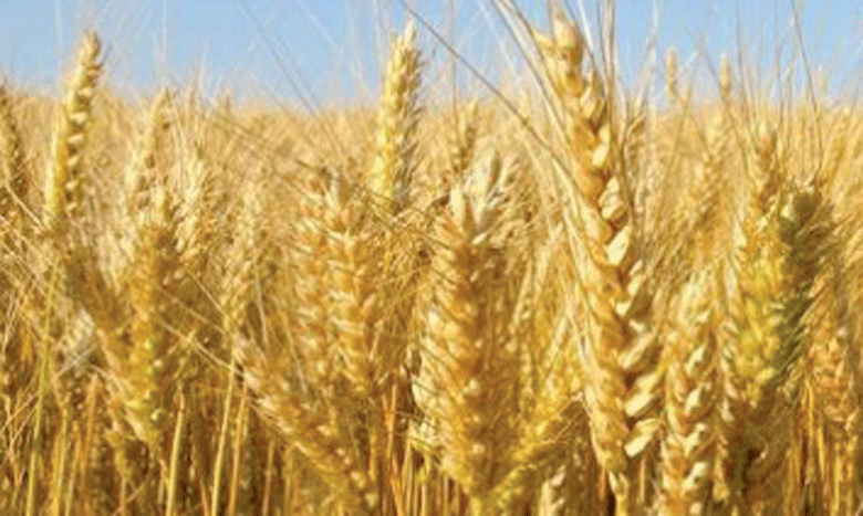 La production de blé tendre devrait atteindre 48 millions de quintaux
