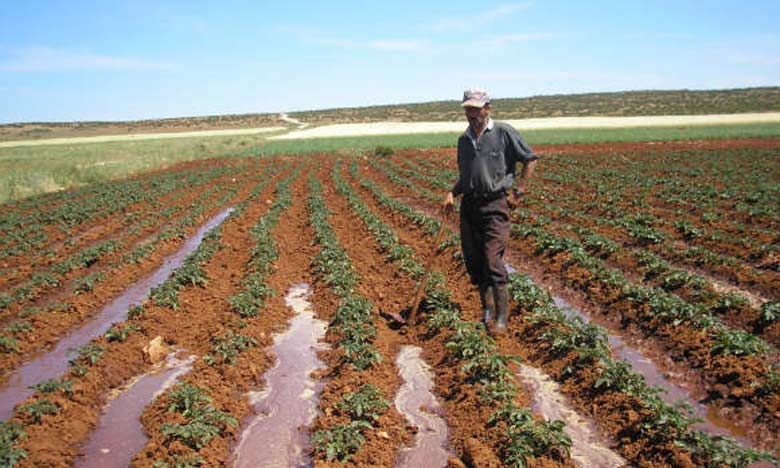 Le rendement agricole positivement impacté par la reconversion de l’irrigation   