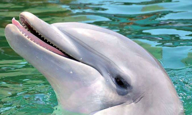 La capitale du Souss se dote  d'un delphinarium