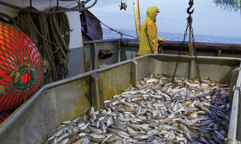La pêche non durable représente 33% des stocks  disponibles
