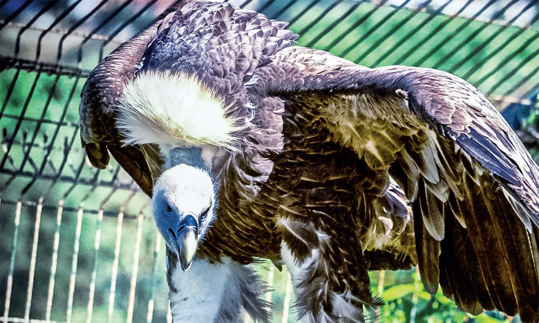 Le vautour fauve déploie ses ailes au Parc Sindibad