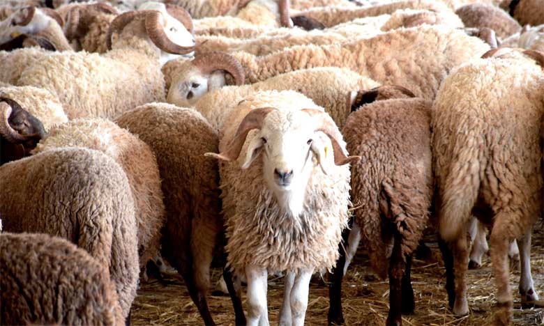 Aïd Al-Adha : La traçabilité appliquée aux moutons destinés au sacrifice 