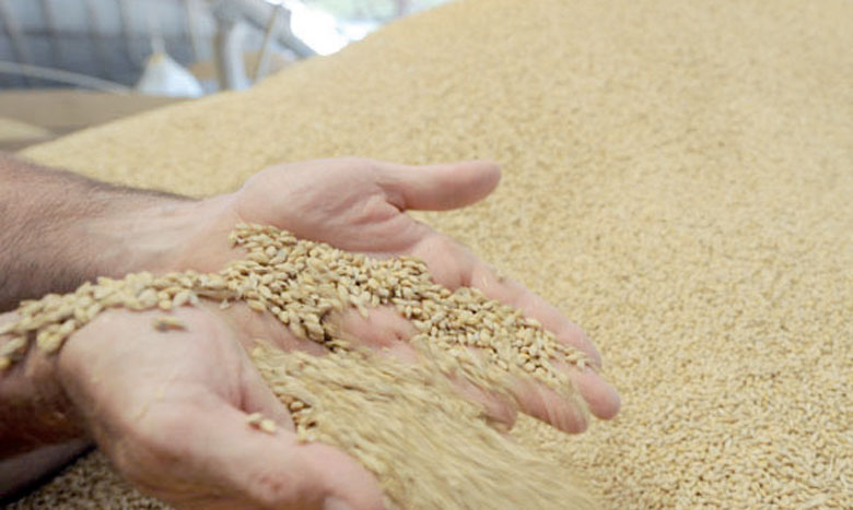 1,24 million de quintaux de blé tendre à fournir aux minoteries