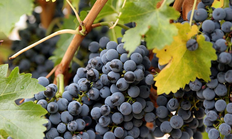 La viticulture dégage un chiffre d'affaires annuel de 250 MDH