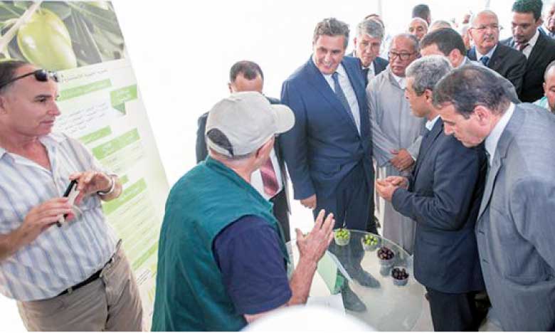 La cinquième édition du Salon national de l’olivier à El Attaouia