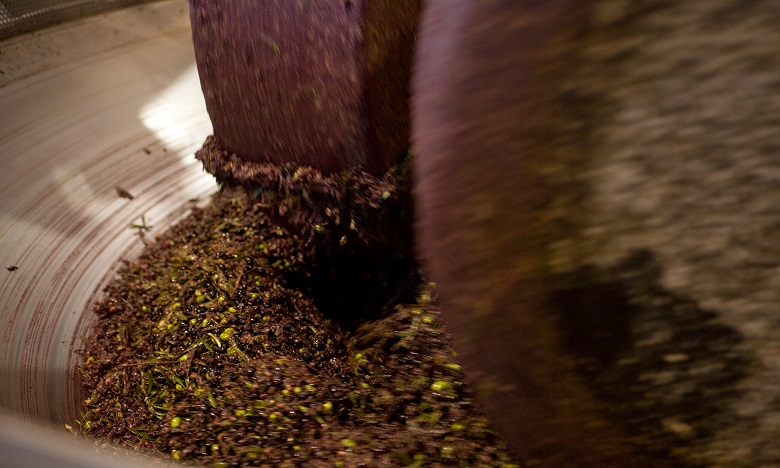 Production d’olives record dans la région Marrakech-Safi durant la campagne actuelle