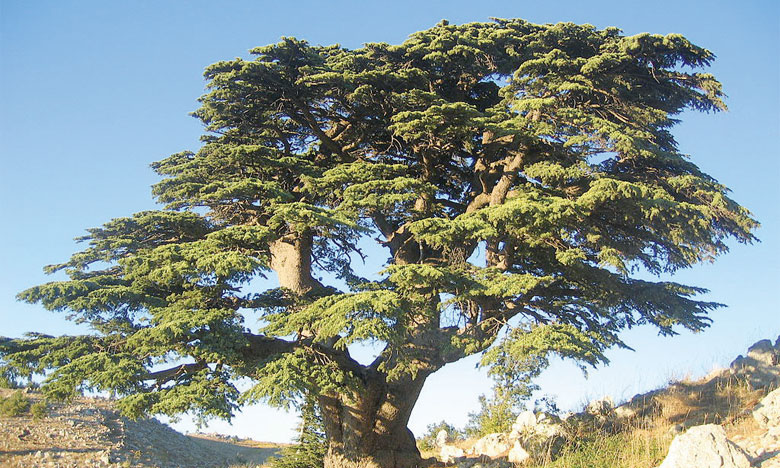 Au Maroc, 15% de la faune  et de la flore menacés d'extinction 