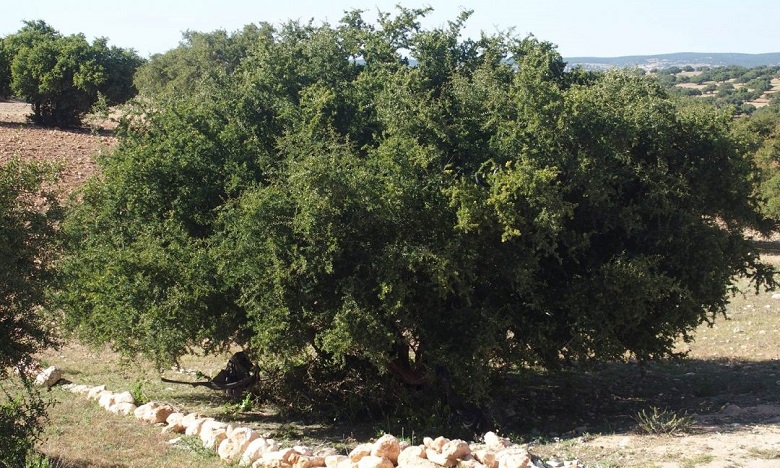 Un système agro-pastoral marocain reconnu site primordial par la FAO