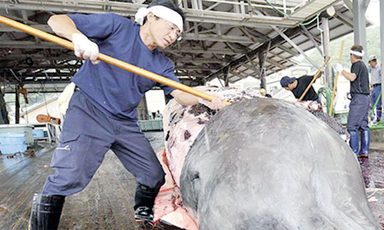 Le Japon va reprendre la chasse commerciale des baleines 