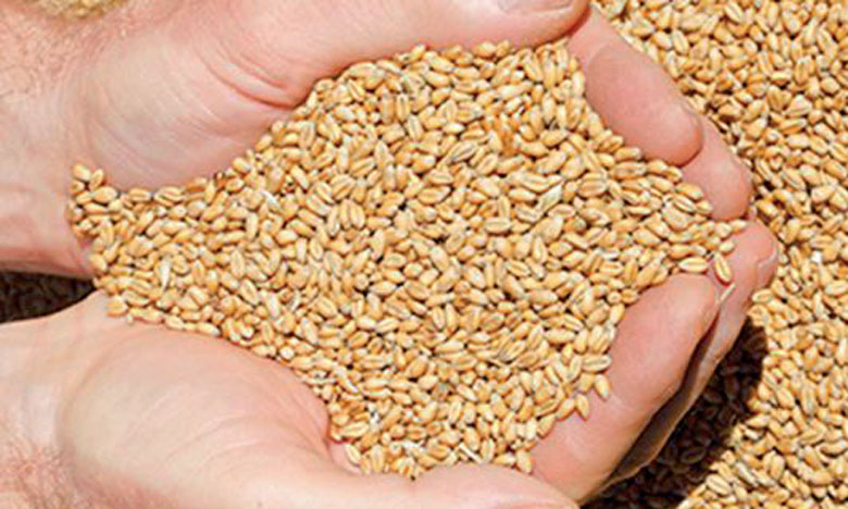 Le Maroc dans le top des importateurs de blé ukrainien en Le Matin ma