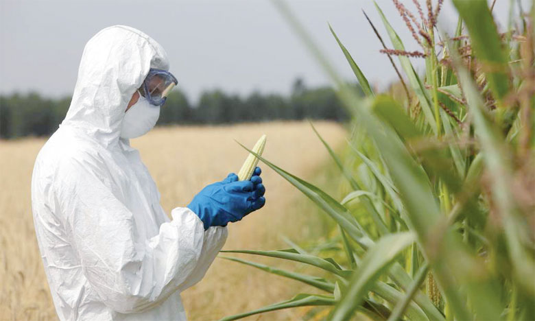 Le risque de libération accidentelle d'OGM dans la nature pris au sérieux 