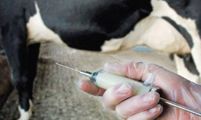 Plus de 500.000 têtes de bovins vaccinés contre  la fièvre aphteuse