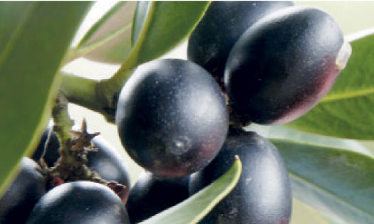 Le Maroc mise sur les olives noires confites