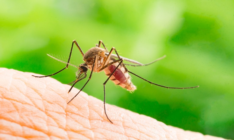 Paludisme: un fléau en constante augmentation