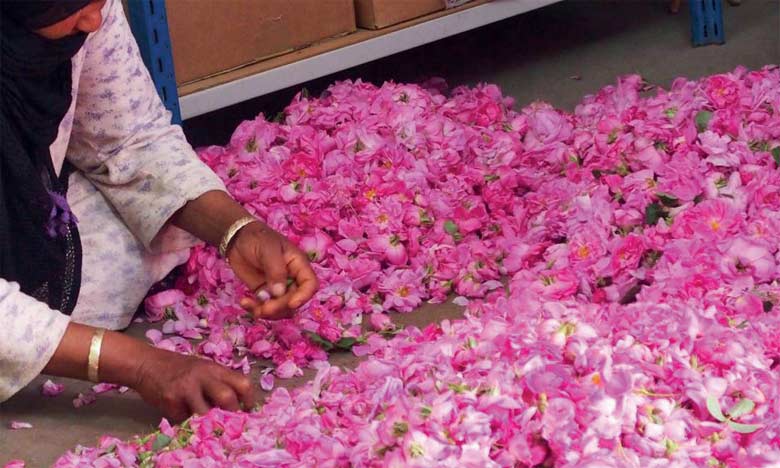 Comment la valorisation de la rose à parfum peut contribuer au développement local