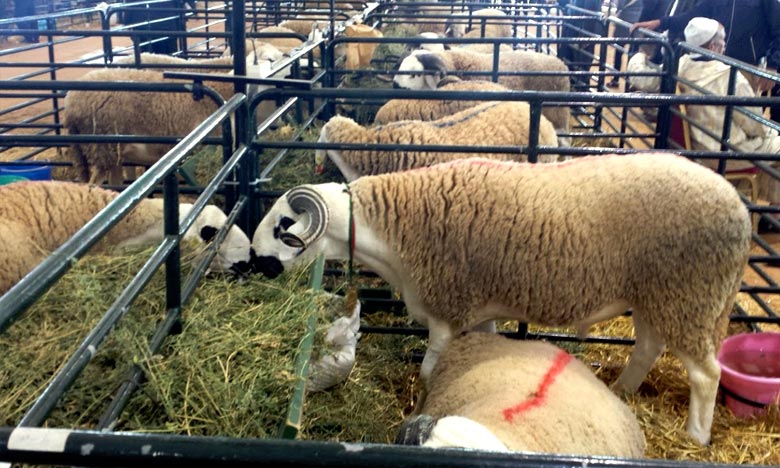 Aïd Al Adha: L'ONSSA lance l’opération d’identification des ovins
