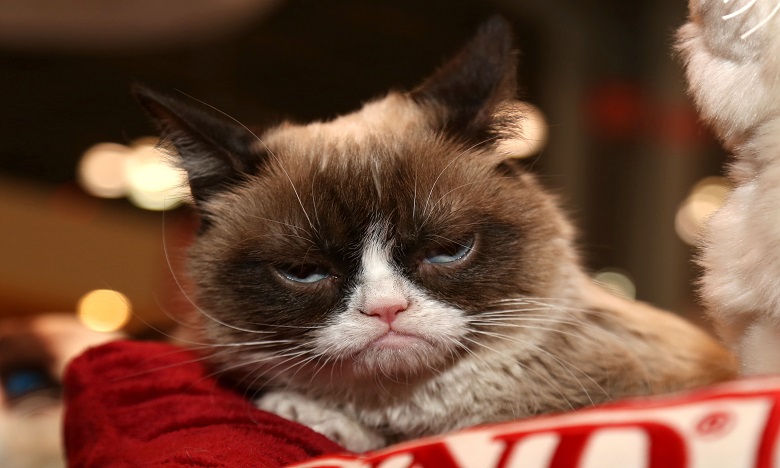 Mort de Grumpy Cat, une star de la toile !