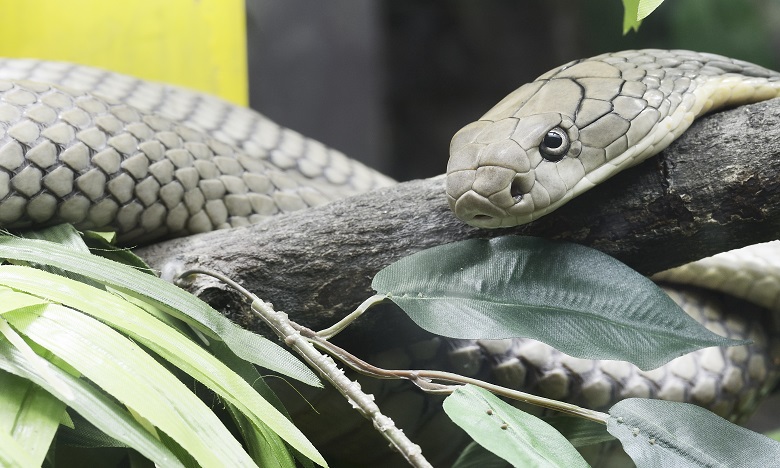 Un cobra déclenche la psychose à Herne en Allemagne