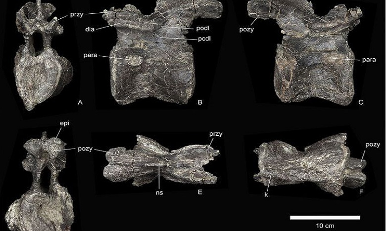 Le plus vieux des stégosaures découvert au Maroc