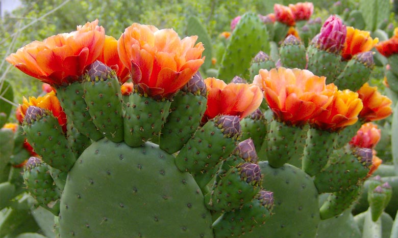 Cactus: La lutte contre la cochenille porte ses fruits  Guelmim - Le  Matin.ma