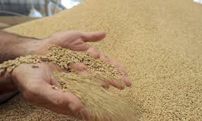 1,268 million de quintaux  de blé tendre à fournir  aux minoteries