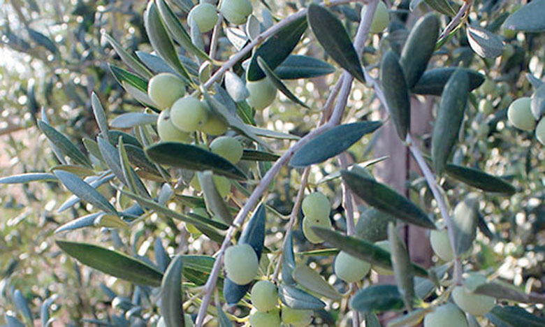 Un investissement émirati de 55 millions de DH dans l’huile d’olive
