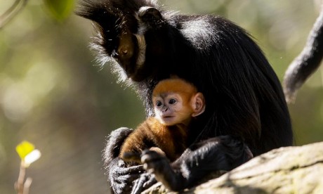 Le petit singe appartient à l'espèce Langur de François. Il ne reste qu'environ 3.000 singes de cette espèce, selon le zoo Taronga de Sydney.. Ph : AFP      