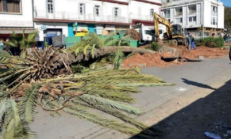 L’abattage massif de palmiers dans la rue  Amira Aïcha suscite la colère des Kénitris
