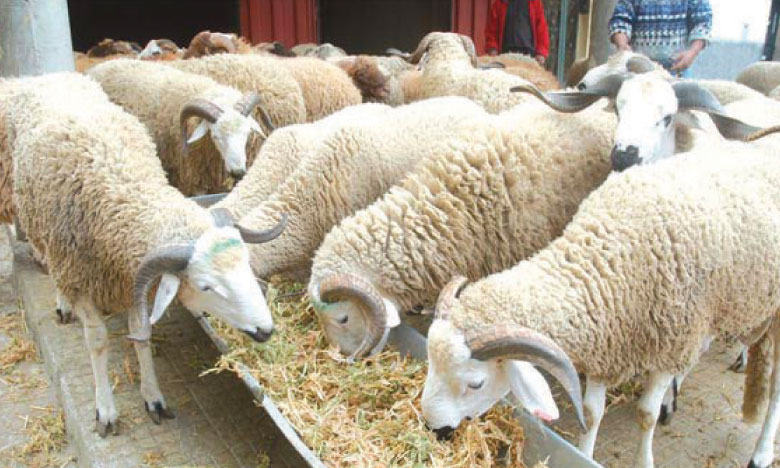 L’ONSSA rassure quant au bon état  de santé du cheptel