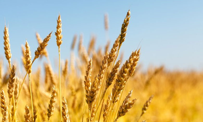 635.000 tonnes de blé dur canadien importés en 9 mois