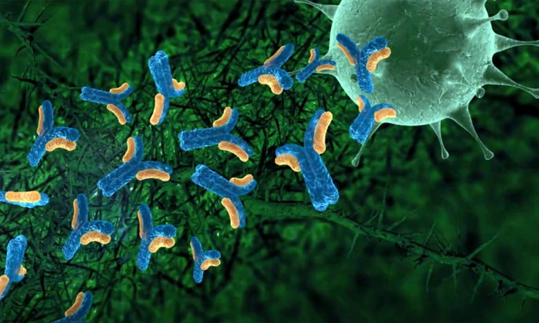 De puissants anticorps contre le coronavirus identifiés par des chercheurs américains