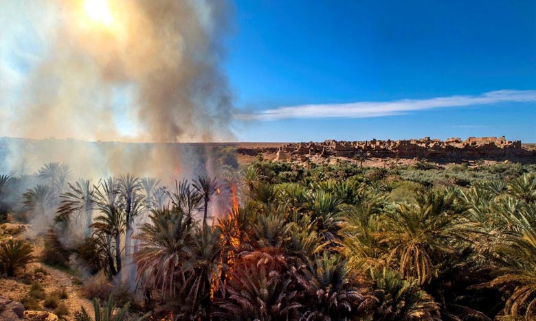 Guelmim : Plusieurs palmiers ravagés par le feu 