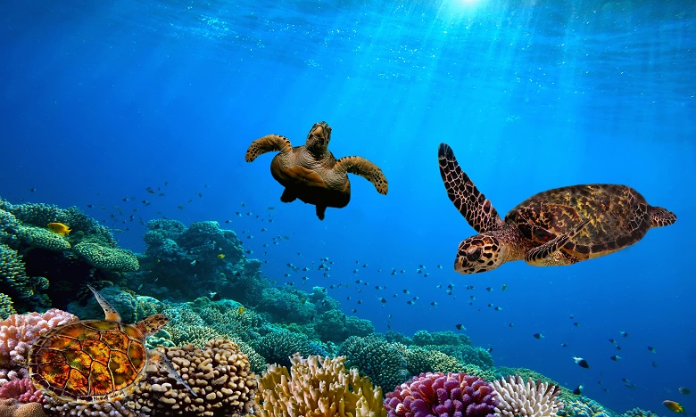 Trente nouvelles espèces marines découvertes aux Galapagos