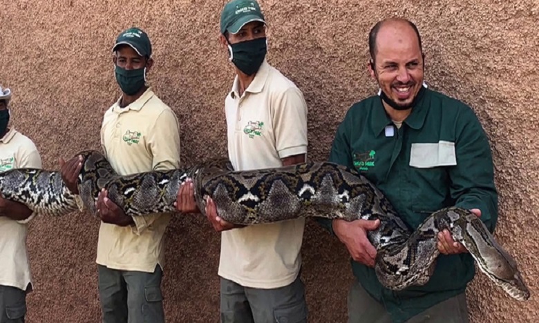 Agadir: Le plus grand serpent du Maroc vit à Crocoparc 