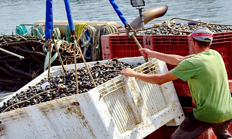 La récolte des coquillages interdite à Oued Negro-M'diq et Cabo Negro-Martil