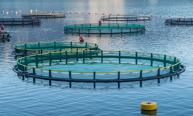 Al Hoceima: 4 MDH pour la réalisation de projets d'aquaculture à Cala Iris