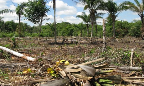 La déforestation en Amazonie brésilienne au plus haut depuis 12 ans
