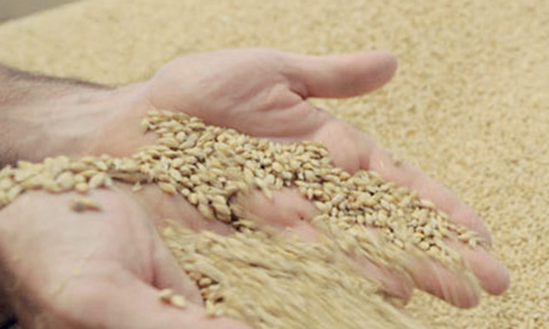 1,27 million de quintaux de blé tendre à fournir aux minoteries
