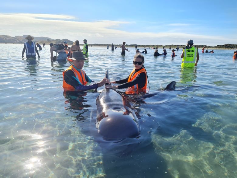  Des dizaines de «dauphins-pilotes» s'échouent sur le littoral en Nouvelle-Zélande 