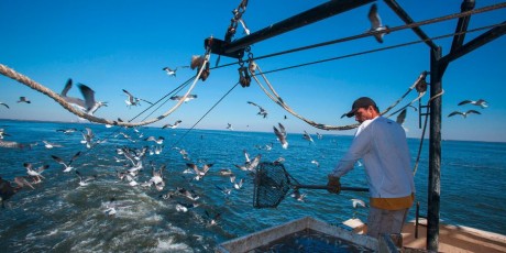   L'OMC déterminée à conclure les négociations sur les subventions à la pêche 