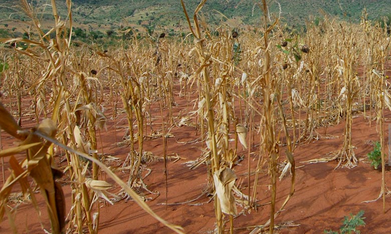 L'Afrique, première victime du changement climatique selon l’Onu