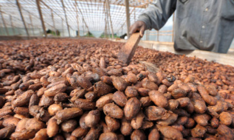 Le prix du cacao baisse encore, les petits agriculteurs payent les frais