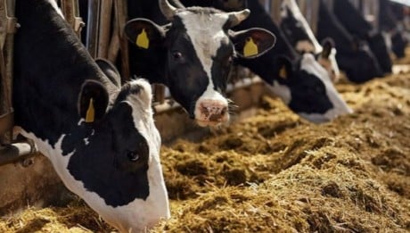 Alimentation animale : Les industriels alertent sur la hausse continue des cours des matières premières