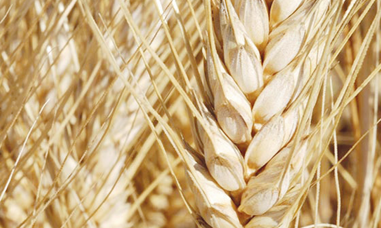 La production marocaine de blé dur devrait atteindre 2,02 millions de tonnes, selon l’USDA.
