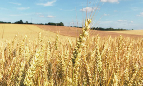 La récolte céréalière dépasserait  les 90 millions de quintaux
