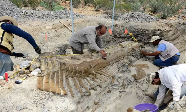 La queue du dinosaure a été découverte en 2013 dans la municipalité de General Cepeda, dans l'Etat de Coahuila  au nord du Mexique. Ph. AFP/Archives