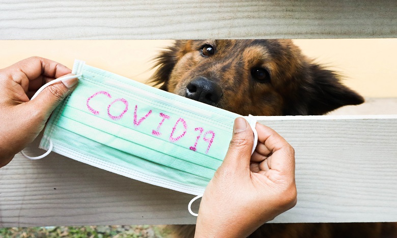 Le dépistage du coronavirus par des chiens scientifiquement prometteur