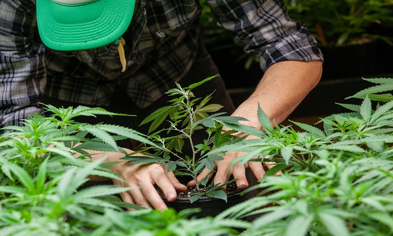 Légalisation du cannabis: le projet de loi adopté en commission à la Chambre des représentants